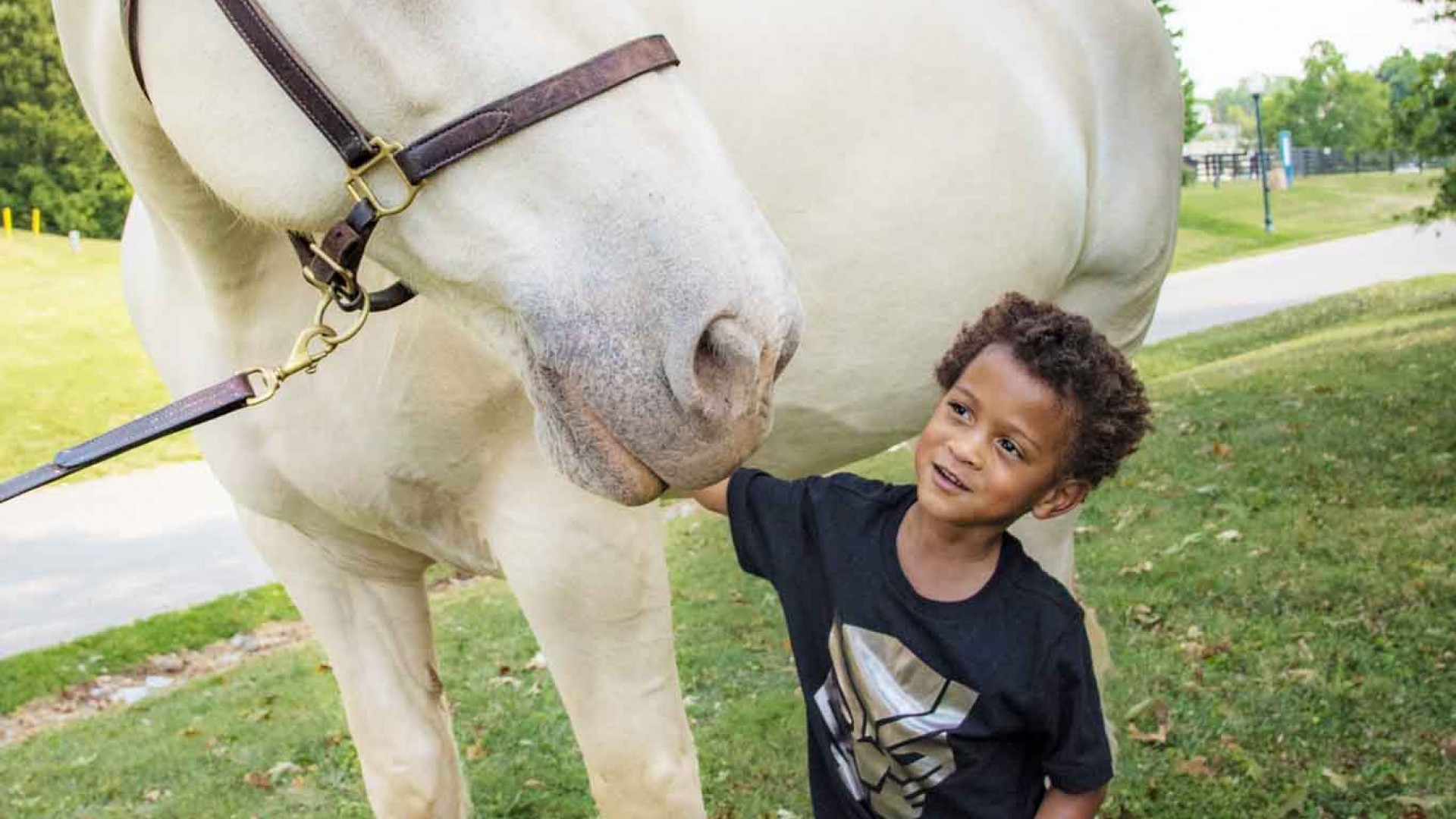Large horse receives affection from child